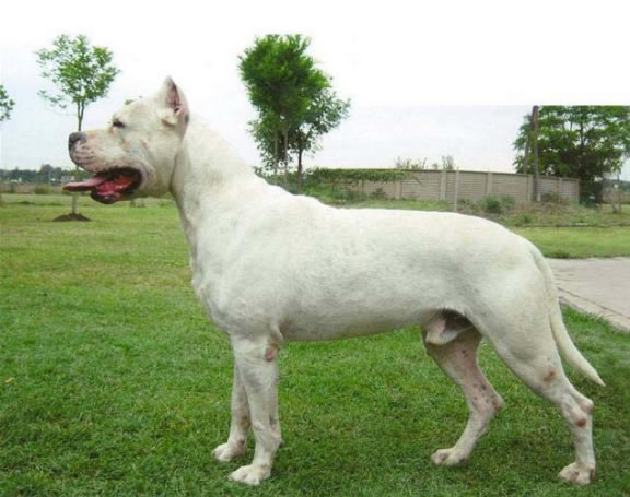 Dogo Argentino: 10 características sobre a raça de cachorro branco